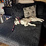Zoe is registered to the contest to win money with this photo: dog, husky, couch, leash, pillow, indoor, relaxed, pet, furniture, living_room, wood_floor, resting, animal, domestic_animal, black_couch, decor, household_items, collar, sleepy, canine