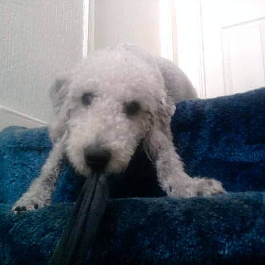 Alfie joined the competition — help win amazing prizes! canidae, carnivore, dog, dog_breed, mammal, non_sporting_group, old_english_sheepdog, poodle, pumi, rare_breed_dog, terrier, vertebrate, wire_hair_fox_terrier