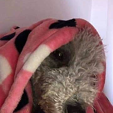 Alfie is registered to the contest to win money with this photo: canidae, carnivore, dog, dog_breed, fur, labradoodle, puppy, schnoodle, terrier