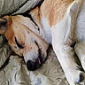 Pebbles is registered to the contest to win money with this photo: dog, sleeping, nap, bed, blanket, cozy, indoors, pet, canine, fur, white_fur, brown_fur, closed_eyes, tongue, paws, curled_up, relaxed, cute, portrait, bedding