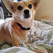 Pebbles joined the competition — help win amazing prizes! dog, corgi, pet, animal, portrait, close_up, large_ears, fluffy, tan_fur, white_fur, black_nose, dark_eyes, collar, dog_tag, bone_tag, sitting, bed, bedding, bedroom, indoor