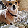 dog, corgi, pet, animal, portrait, close_up, large_ears, fluffy, tan_fur, white_fur, black_nose, dark_eyes, collar, dog_tag, bone_tag, sitting, bed, bedding, bedroom, indoor