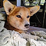 dog, canine, pet, animal, portrait, close_up, wide_ears, brown_fur, tan_fur, black_nose, brown_eyes, lying_down, resting, bed, blanket, cozy, indoor, sunlight, window, fan