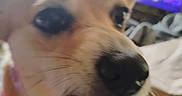 Pebbles is registered to the contest to win money with this photo: ball, bed, black_nose, blanket, blurred_background, brown_eyes, close_up, dog, funny, indoor, open_mouth, pet, playing, pointed_ears, portrait, puppy, tan_fur, television, tongue, toy