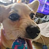 Pebbles is registered to the contest to win money with this photo: dog, puppy, tan_fur, close_up, black_nose, brown_eyes, pointed_ears, open_mouth, tongue, ball, toy, playing, pet, indoor, bed, blanket, television, blurred_background, portrait, funny