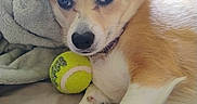 Pebbles is registered to the contest to win money with this photo: dog, corgi, pet, animal, portrait, close_up, wide_ears, fluffy, tan_and_white, lying_down, relaxed, sleepy, tennis_ball, blanket, couch, indoors, cozy, cute, eyes, paws