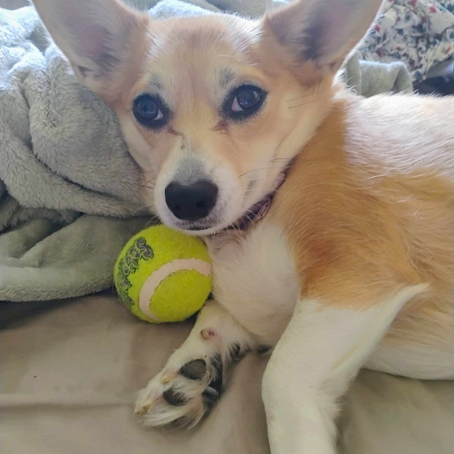 Pebbles