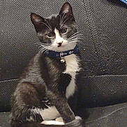 Nuisance joined the competition — help win amazing prizes! cat, tuxedo_cat, collar, bell, sitting, indoor, feline, pet, black_and_white, fur, whiskers, couch, textured_fabric, relaxed, animal, cute, domestic_cat, portrait, looking_at_camera, seated