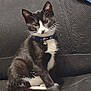 cat, tuxedo_cat, collar, bell, sitting, indoor, feline, pet, black_and_white, fur, whiskers, couch, textured_fabric, relaxed, animal, cute, domestic_cat, portrait, looking_at_camera, seated