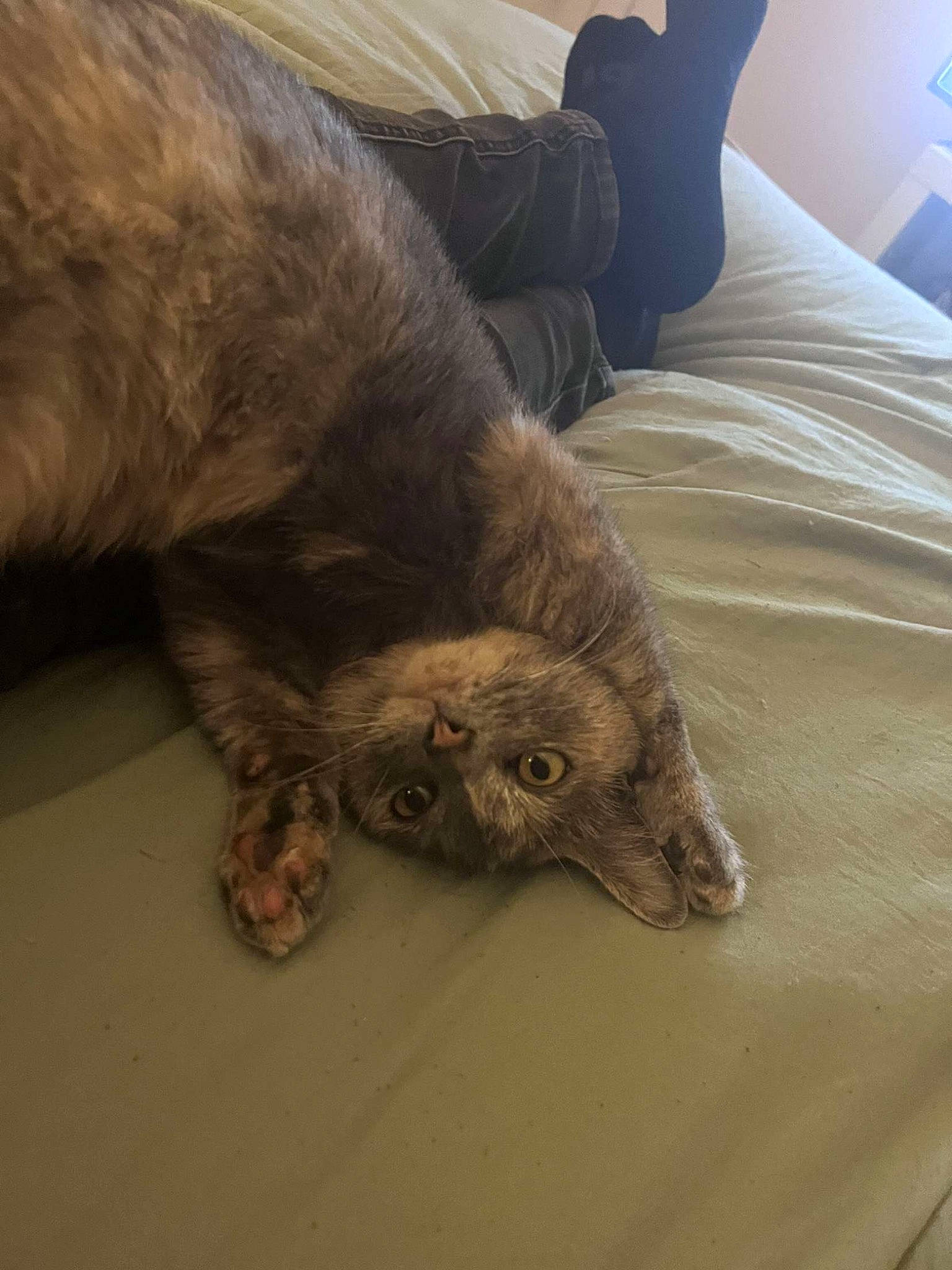 Juniper joined the competition — help win amazing prizes! bed, carnivore, comfort, companion_dog, couch, dog_breed, domestic_short_haired_cat, fawn, felidae, flooring, fur, hardwood, linens, liver, paw, small_to_medium_sized_cats, sporting_group, tail, whiskers, wood