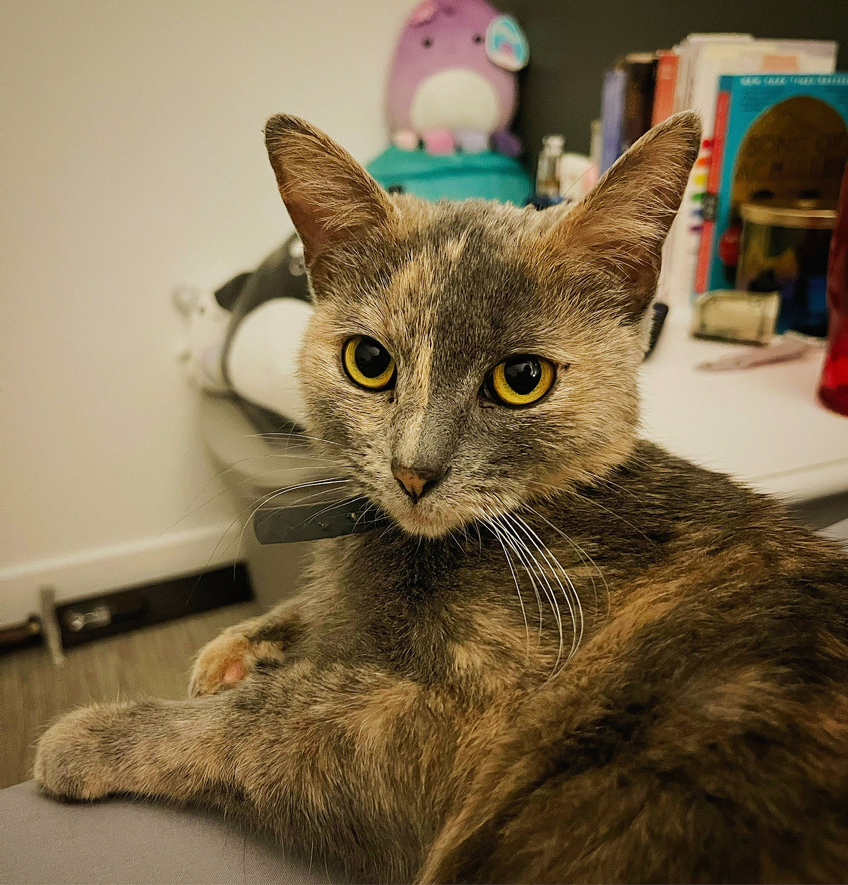 Juniper is registered to the contest to win money with this photo: carnivore, cat, cat_supply, claw, comfort, domestic_short_haired_cat, ear, eye, felidae, fur, paw, sitting, small_to_medium_sized_cats, snout, tail, terrestrial_animal, whiskers