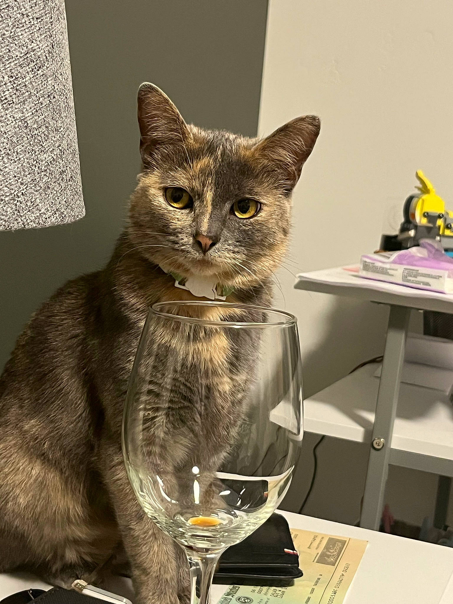 Juniper joined the competition — help win amazing prizes! art, carnivore, cat, cat_supply, chair, domestic_short_haired_cat, drinkware, felidae, fur, glass, grey, plate, serveware, small_to_medium_sized_cats, table, tableware, tail, whiskers, window, wine_glass