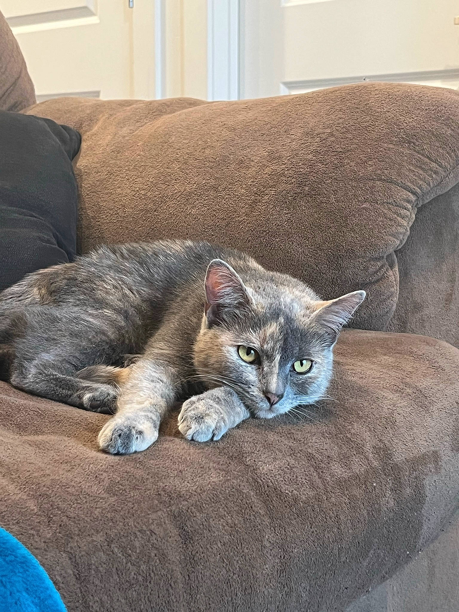 Juniper is registered to the contest to win money with this photo: carnivore, cat, cat_supply, comfort, couch, domestic_short_haired_cat, felidae, fur, furniture, grey, living_room, nap, room, russian_blue, sitting, small_to_medium_sized_cats, snout, tail, terrestrial_animal, whiskers