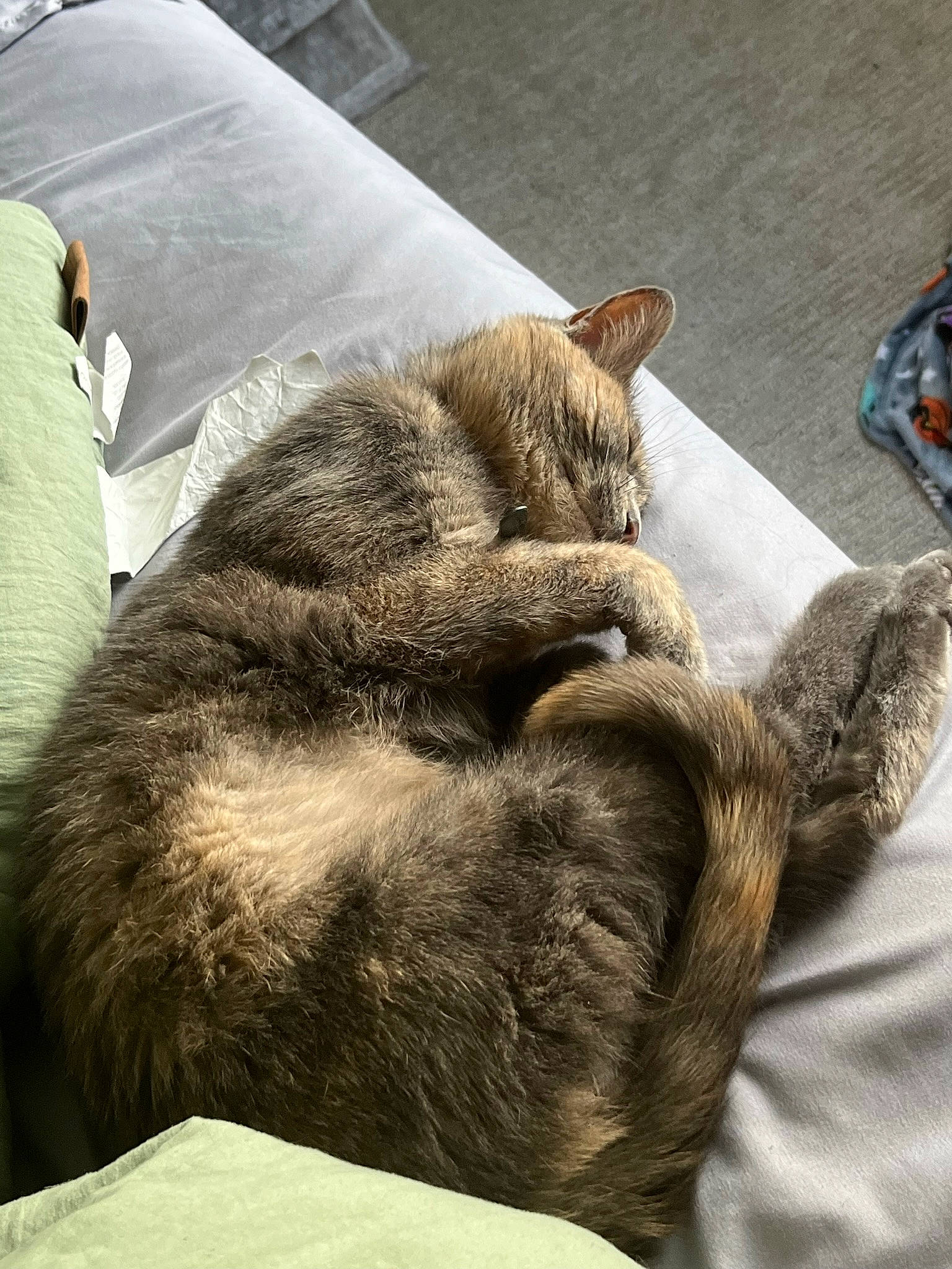 Juniper is registered to the contest to win money with this photo: carnivore, cat, claw, comfort, domestic_short_haired_cat, felidae, flooring, fur, grey, metal, natural_material, paw, small_to_medium_sized_cats, snout, sporting_group, tail, terrestrial_animal, whiskers, wildlife, wood