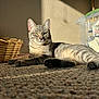 cat, tabby_cat, pet, indoor, sunlight, basket, storage_box, carpet, paws, whiskers, relaxed, stripes, shadow, wall, close_up, lounging, domestic, portrait, plastic_container, floor_texture