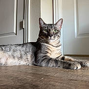 Finch is registered to the contest to win money with this photo: animal, calm, cat, domestic_cat, ears, feline, floor, fur, green_eyes, household, indoor, lying_down, natural_light, pet, portrait, relaxed, striped, tabby_cat, whiskers, wooden_floor
