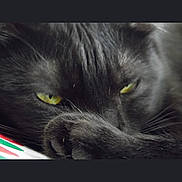 Trinkette is registered to the contest to win money with this photo: black_cat, cat, close_up, yellow_eyes, paw, fur, animal, pet, relaxed, mysterious, whiskers, indoor, feline, portrait, sleepy, soft_fur, cute, face, eye, domestic_cat