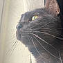 cat, black_cat, whiskers, window, side_profile, green_eye, pet, animal, fur, closeup, indoor, looking, curious, portrait, mammal, face, domestic_cat, feline, soft_light, nature