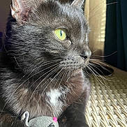 Trinkette joined the competition — help win amazing prizes! animal, black_cat, cat, close_up, companionship, curious, cute, domestic_cat, feline, green_eyes, indoor, natural_light, pet, playful, resting, side_profile, soft_fur, toy_mouse, whiskers, woven_surface
