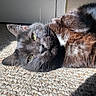Trinkette joined the competition — help win amazing prizes! animal, black_cat, carpet, cat, close_up, cozy, domestic, feline, fur, green_eyes, indoor, laying_down, pet, relaxed, shadow, sleepy, sunlight, texture, whiskers, white_fur