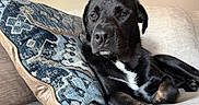 Peter is registered to the contest to win money with this photo: dog, black_dog, white_patch, couch, pillow, indoor, resting, relaxed, pet, animal, canine, fur, snout, ears, paw, home_interior, comfort, leisure, portrait, closeup