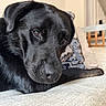 Peter is registered to the contest to win money with this photo: dog, black_dog, pet, indoor, couch, pillow, close_up, face, fur, resting, home, living_room, animal, canine, relaxed, comfort, portrait, snout, ears, eyes