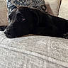 Peter joined the competition — help win amazing prizes! dog, black_dog, couch, indoor, pet, resting, relaxed, paw, nose, fur, homedecor, pillow, closeup, animal, mammal, domestic_animal, sleepy, companion, cozy, laying_down
