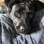Peter joined the competition — help win amazing prizes! dog, black_dog, blanket, cozy, pet, animal, fur, portrait, indoors, snuggling, cute, looking_up, soft_light, expression, close_up, comfort, resting, warm, face, ears