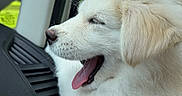 Selah is registered to the contest to win money with this photo: dog, puppy, white_fur, fluffy, yawning, sleepy, open_mouth, pink_tongue, closed_eyes, pet, animal, portrait, close_up, car_interior, vehicle, window, outdoor, sunlight, house, greenery