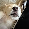 Selah is registered to the contest to win money with this photo: dog, puppy, fluffy, cream_colored, sleeping, resting, close_up, snout, nose, whiskers, fur, teeth, closed_eyes, pet, animal, cuddly, cozy, blanket, indoor, portrait