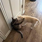 Selah is registered to the contest to win money with this photo: cat, dog, puppy, tabby_cat, animal, pets, nose_to_nose, friendship, interaction, curious, playful, indoors, hallway, wood_floor, door, home, robot_vacuum, white_dog, furry, cute