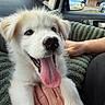 Selah joined the competition — help win amazing prizes! puppy, dog, white_fur, fluffy, tongue, panting, pet, animal, portrait, close_up, car, vehicle, interior, passenger_seat, human_hand, outdoor, storefront, happy, cute, photography