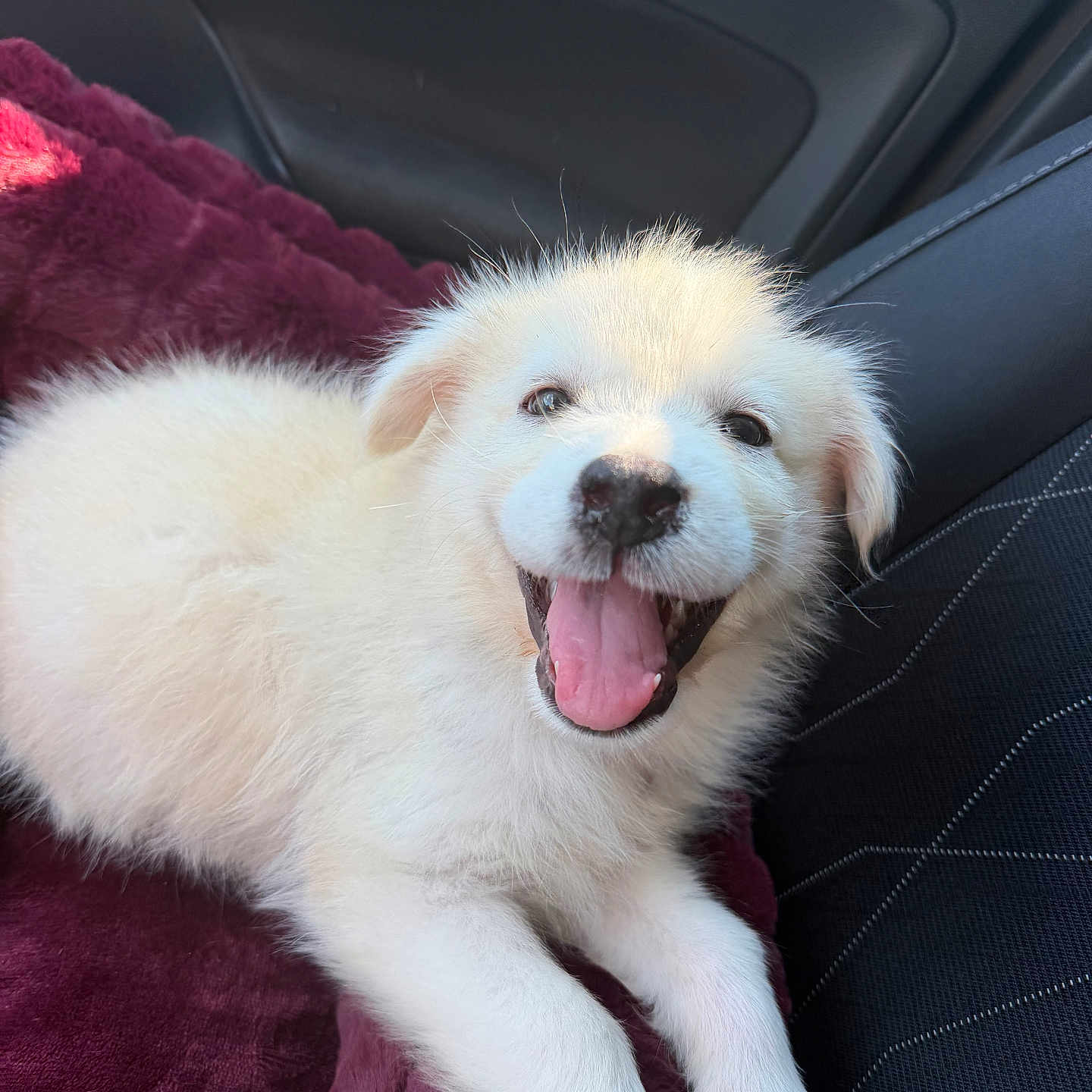 Selah is registered to the contest to win money with this photo: puppy, dog, white_fur, fluffy, happy, smiling, open_mouth, tongue, portrait, close_up, pet, animal, car, car_seat, blanket, cozy, cute, adorable, indoors, road_trip