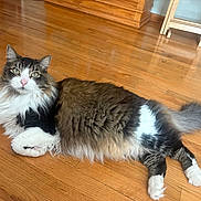 Paws joined the competition — help win amazing prizes! cat, fluffy, long_hair, tabby, white_paws, wooden_floor, indoor, pet, animal, relaxed, lying_down, green_eyes, furniture, home, curious, domestic_cat, tail, whiskers, pink_nose, cozy