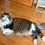 cat, fluffy, long_hair, tabby, white_paws, wooden_floor, indoor, pet, animal, relaxed, lying_down, green_eyes, furniture, home, curious, domestic_cat, tail, whiskers, pink_nose, cozy