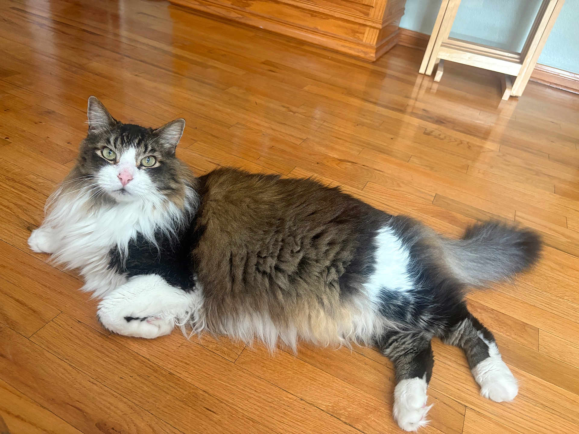 Paws joined the competition — help win amazing prizes! cat, fluffy, long_hair, tabby, white_paws, wooden_floor, indoor, pet, animal, relaxed, lying_down, green_eyes, furniture, home, curious, domestic_cat, tail, whiskers, pink_nose, cozy