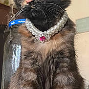 Mimosa Metzgar is registered to the contest to win money with this photo: animal, cat, closeup, curious, domestic_animal, ears, feline, fur, household, indoor, jewelry, kitchen_counter, kitten, pearl_necklace, pet, pet_food_jar, portrait, sitting, tortoiseshell, whiskers