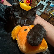 Ozzy is registered to the contest to win money with this photo: cat, black_cat, sleeping, plush_toy, rubber_duck, toy, claw, paw, indoor, resting, cute, animal, pet, feline, cozy, soft, hand, furry, adorable, relaxed