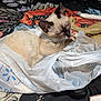 kitten, cat, siamese, plastic_bag, sleepy, indoor, bed, blanket, toy, closeup, fur, whiskers, paw, resting, cute, animal, pet, feline, colorful, soft