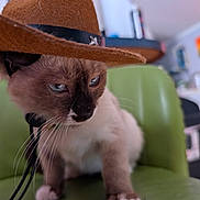 Alice is registered to the contest to win money with this photo: cat, siamese_cat, cowboy_hat, hat, green_chair, indoor, pet, whiskers, fur, blue_eyes, paws, closeup, animal, cute, domestic_animal, feline, portrait, chair, expression, costume