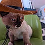 cat, siamese_cat, cowboy_hat, hat, green_chair, indoor, pet, whiskers, fur, blue_eyes, paws, closeup, animal, cute, domestic_animal, feline, portrait, chair, expression, costume