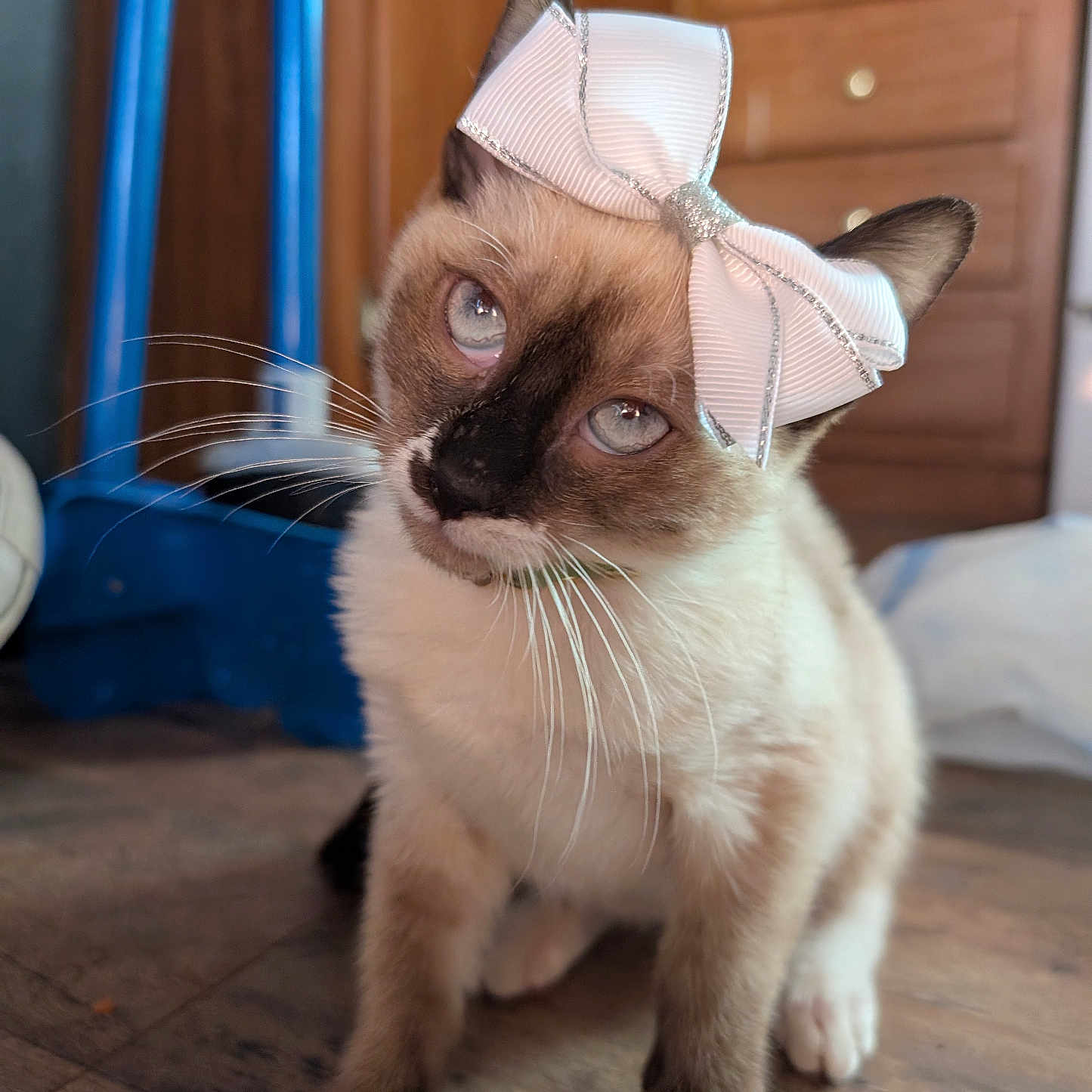 Alice is registered to the contest to win money with this photo: adorable, animal, blue_eyes, bow, cat, close_up, curious, cute, domestic_cat, feline, fur, household, indoor, kitten, pet, playful, sitting, small, whiskers, wooden_floor