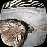 cat, tortoiseshell_cat, close_up, eyes, whiskers, blanket, gray_blanket, zebra_pattern, animal, pet, feline, fur, face, indoors, cozy, resting, portrait, domestic_cat, soft_texture, lighting