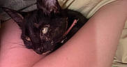 Bitzy is registered to the contest to win money with this photo: cat, black_cat, pet, collar, legs, human, cuddle, cozy, closeup, indoor, fur, whiskers, relaxation, comfort, domestic, animal, resting, warm_light, snuggle, feline