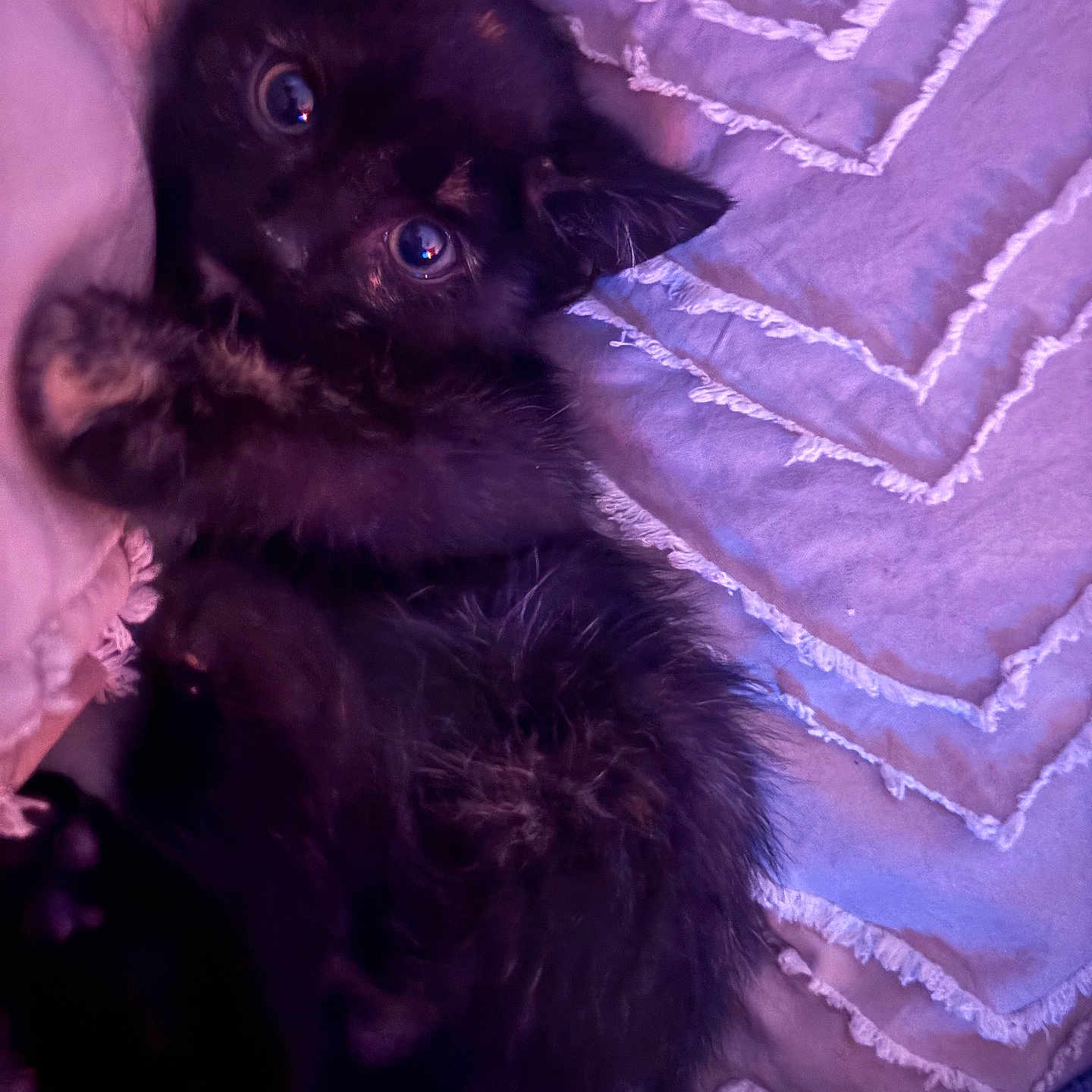 Bitzy is registered to the contest to win money with this photo: kitten, black_cat, pet, animal, cute, fur, eyes, whiskers, blanket, purple, texture, sleeping_area, cozy, indoor, close_up, resting, playful, soft_lighting, feline, young_animal