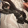 Bitzy joined the competition — help win amazing prizes! kitten, black_cat, pet, blanket, texture, stretching, paw, collar, human_hand, indoor, cozy, playful, fur, animal, cute, relaxing, bed, soft, feline, domestic_animal