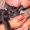 Bitzy is registered to the contest to win money with this photo: cat, kitten, person, hand, face, close_up, snuggling, cozy, black_cat, tongue_out, pet, cute, animal, skin, eyelashes, furry, domestic_animal, resting, warm, intimate