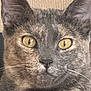 Yota participe au concours pour gagner de l'argent avec cette photo : cat, close_up, yellow_eyes, gray_fur, calm, pet, animal, whiskers, feline, mottled_fur, indoor, portrait, looking_at_camera, ears, nose, face, domestic_cat, fur_texture, alert, cute