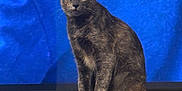 Yota a rejoint le concours — aidez-le/la à gagner de superbes lots ! cat, tortoiseshell_cat, feline, pet, animal, indoor, wooden_cabinet, television, blue_background, sitting, curious, looking_at_camera, whiskers, ears, fur, paws, domestic_cat, household, furniture, screen