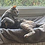 cat, gray_cat, pet, animal, feline, indoor, windowsill, blanket, cozy, sunlight, stretching, relaxed, fur, whiskers, tail, window, radiator, home, resting, curious